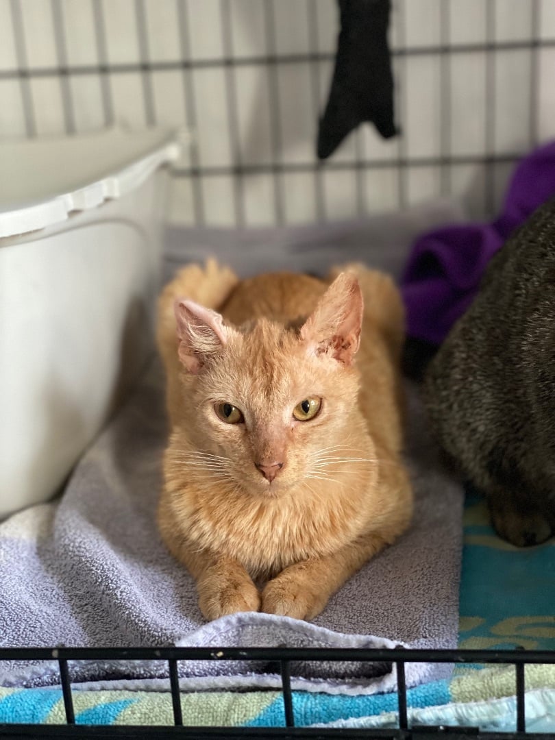 Upkin - Looking for hospice foster/adopter