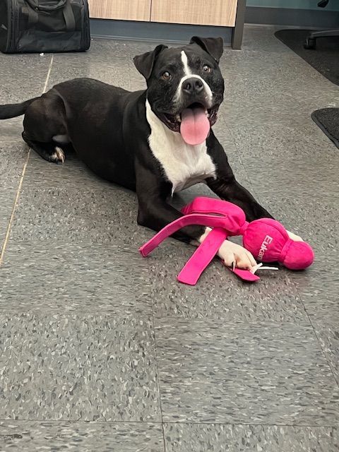 Max, ABN, Microchipped, fee waived