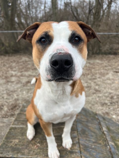 Buddy - ABN, current on vacs fee waived