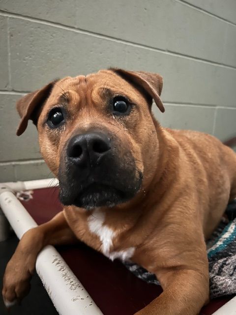 Zeus - ABN, fee waived