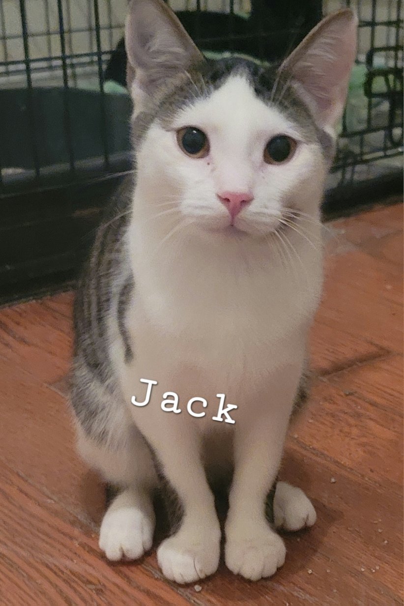 Jack