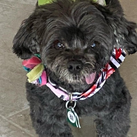 Jodi Lofland (Dallas)