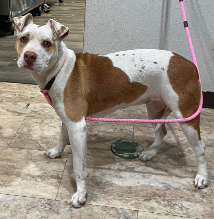 Sadie - Foster Home Needed