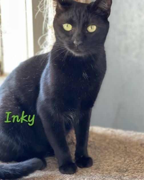 Inky