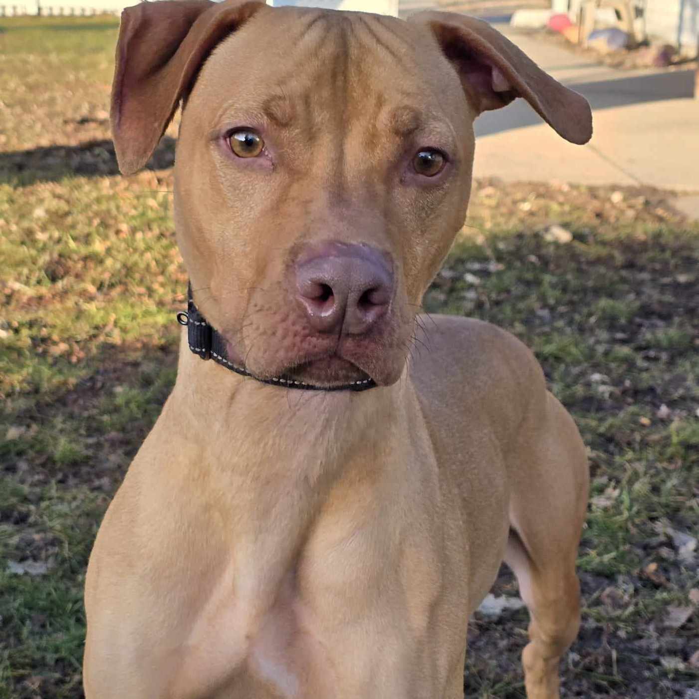 Phil - $25 Adoption Fee