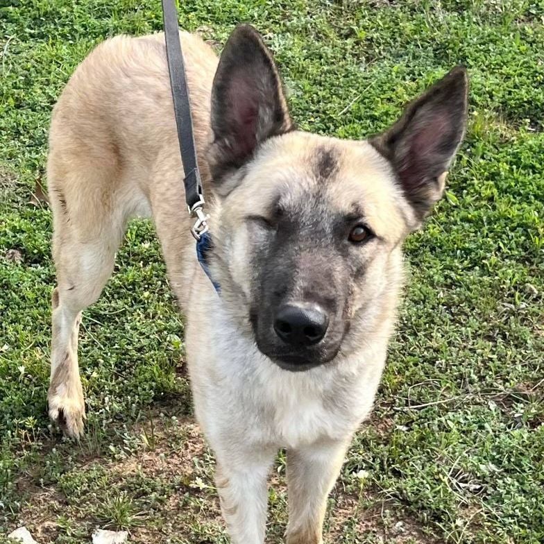 TEXAS, GAINESVILLE; **FOSTER OR ADOPT** 