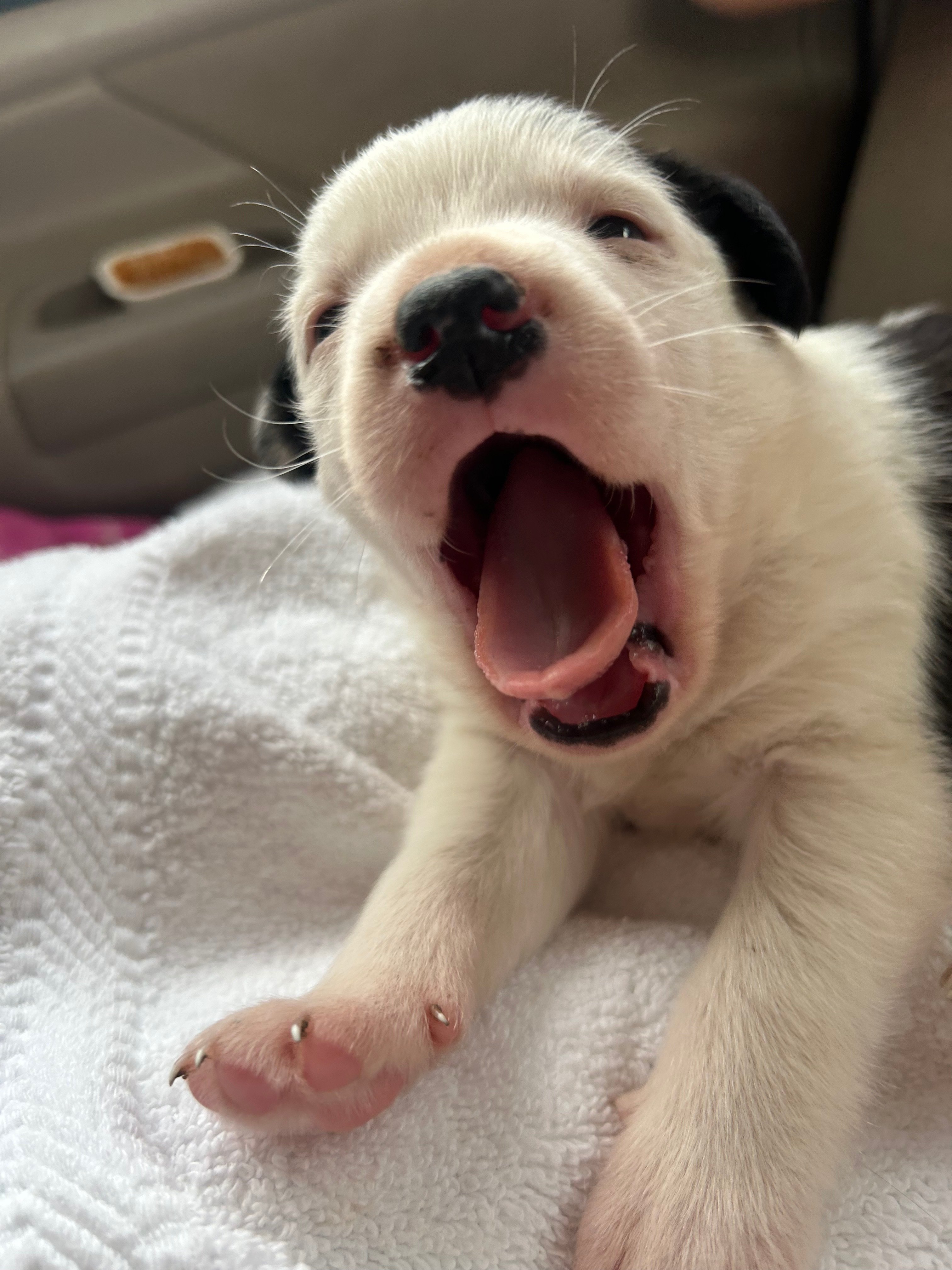 MR. MIMOSA AND MISS BELLINI