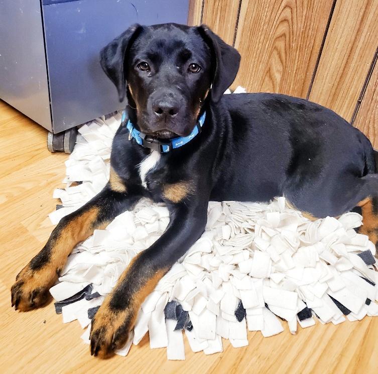 Puppy 25319 (Hagrid)