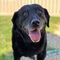 Smoky - FOREVER FOSTER NEEDED for Senior Lab!