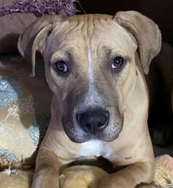 Fonzie - Foster or Adopt Me!