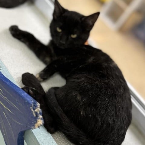 Faith ( orange Collar)