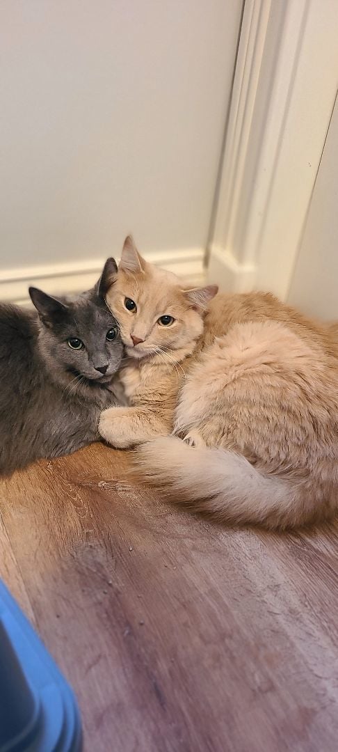 Sun Ra and Shadow Moon - In Foster