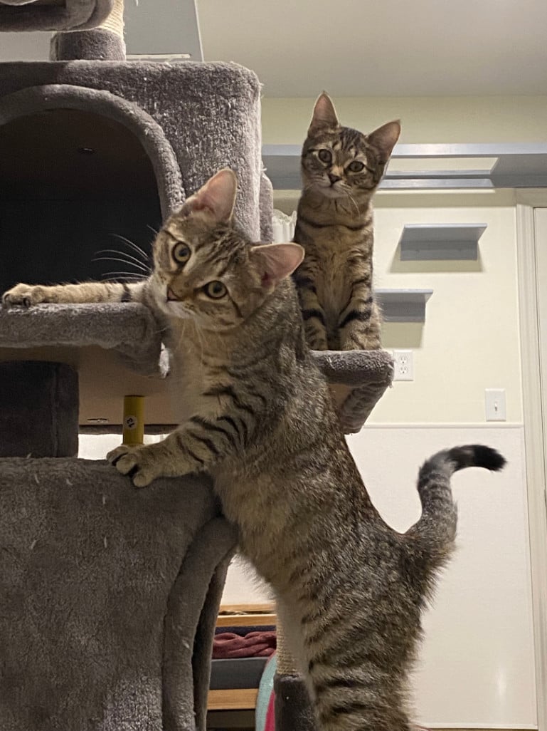 Ariel, Jasmine & Tiana