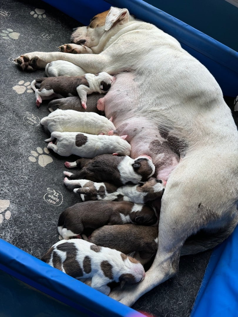 Pearl’s litter 