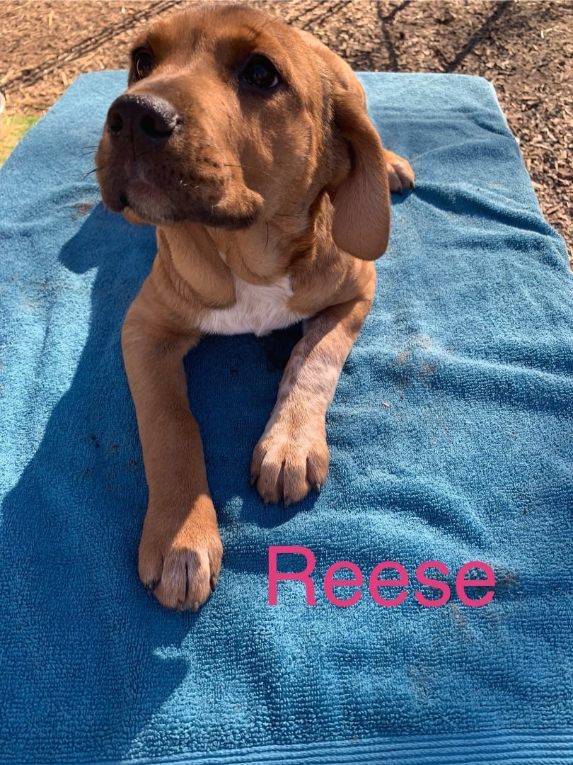 Reese