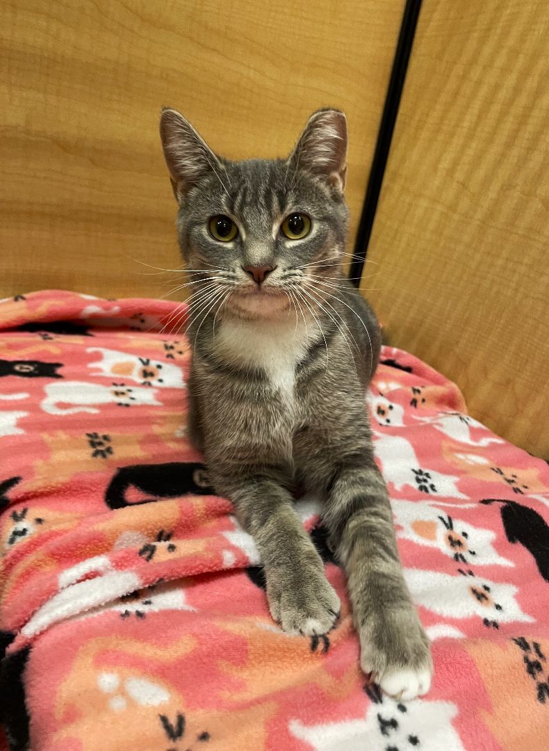 Nina @ Canton PetSmart Habitat Michigan Ave