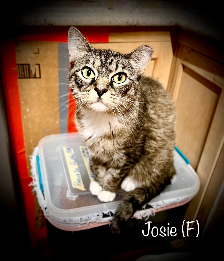 Josie