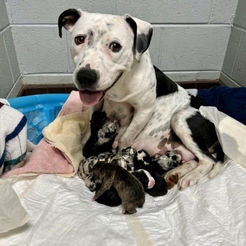 Perdita 12-0615 (HW+)