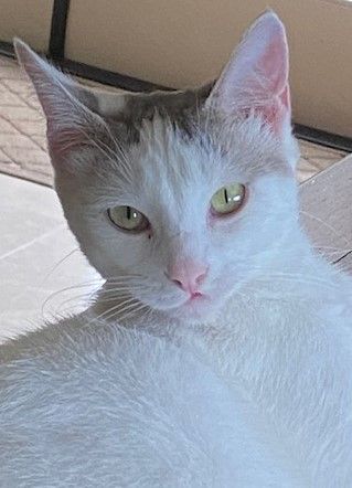 Jasmine (Courtesy Post)