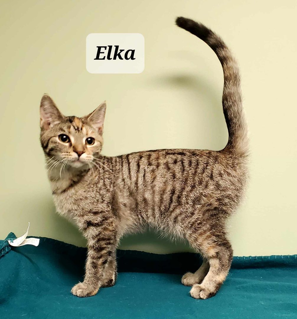 Elka
