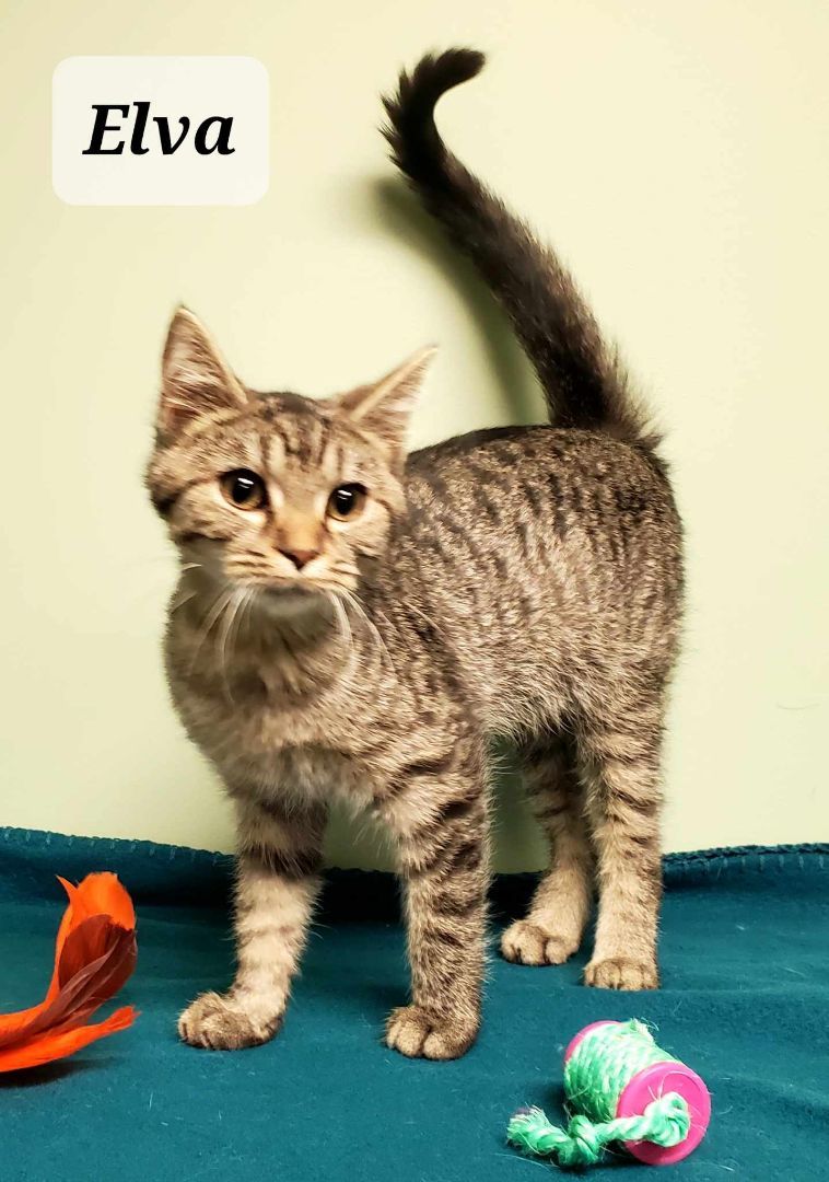 Elva