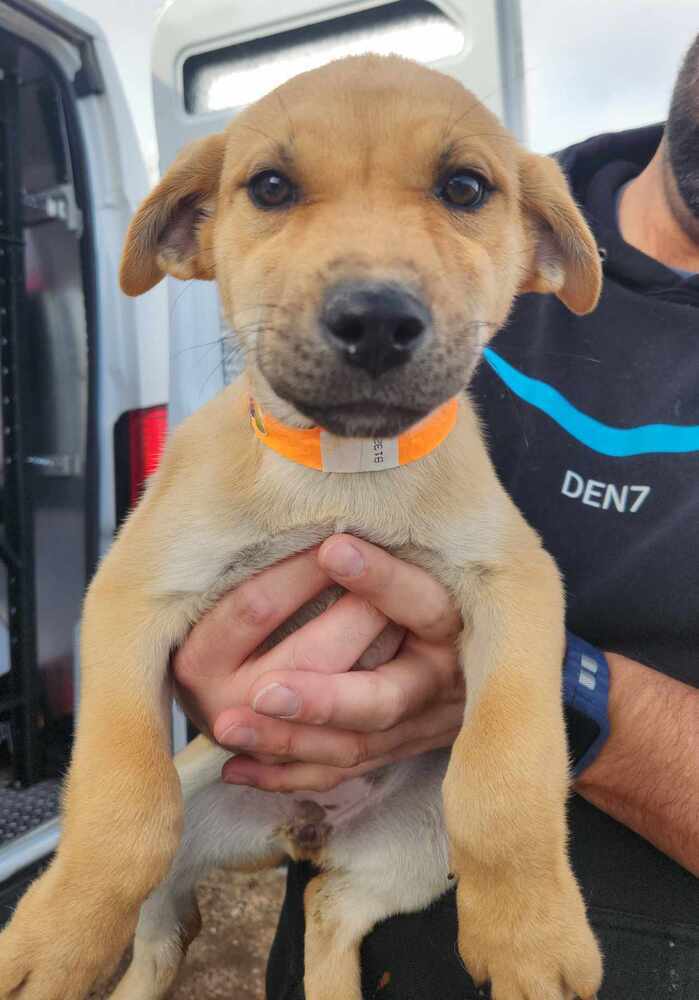 Sharon ***RESCUE CENTER***