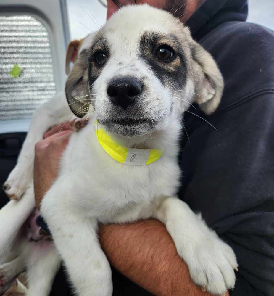 Bernard ***RESCUE CENTER***