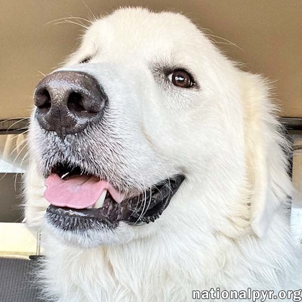 Teddy in AL - Leans Into Your Legs For Love!