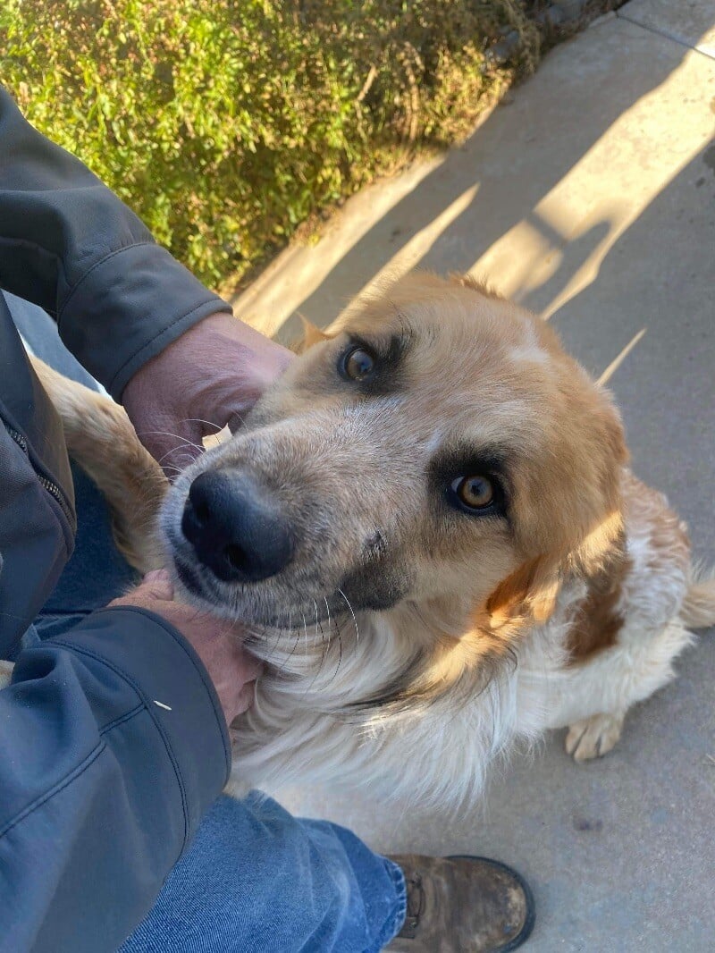 Red/white aussie mix