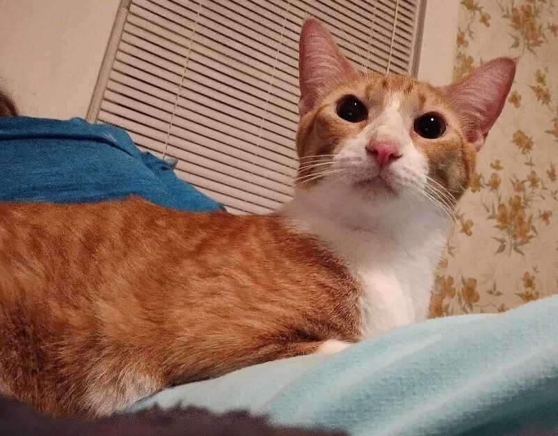 Popeye the Sailor Cat