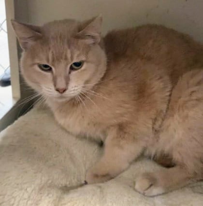 Nova In A Foster Home