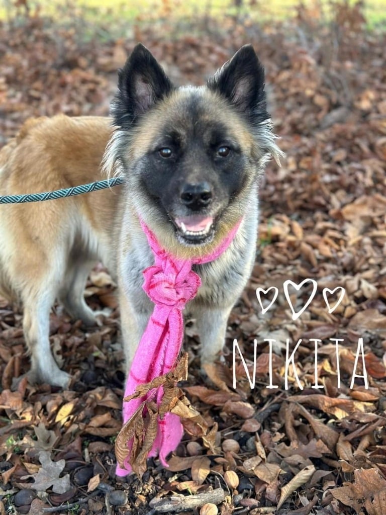 Nikita