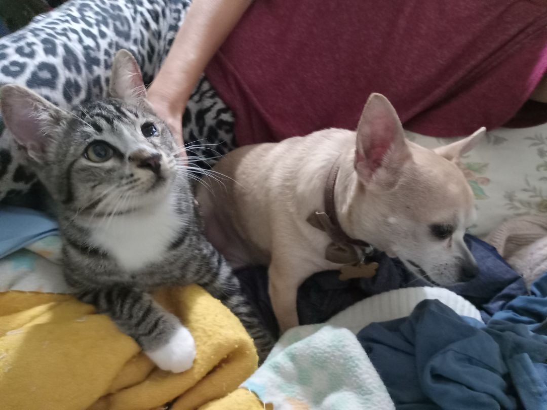 I Just Wanna Be...one of the dogs! (Katy Perry says Acton is great!)