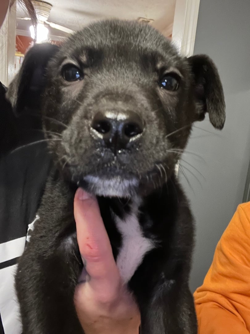 Tracker! Sweet baby lab boy! 