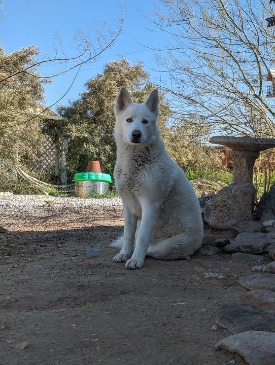 Frosty, the husky snowman!
