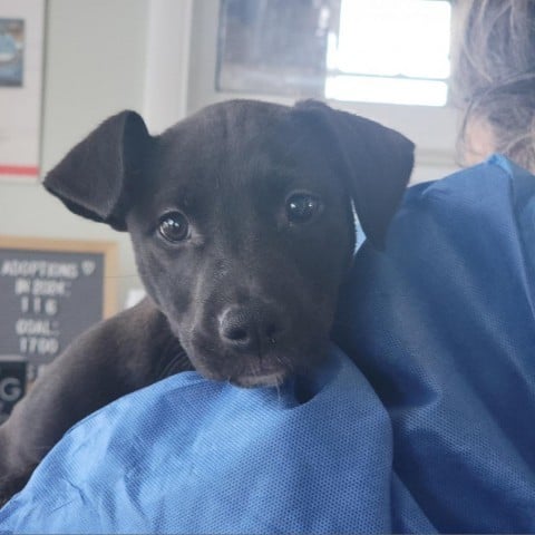 Hot Toddy **Off-Site Foster Home**