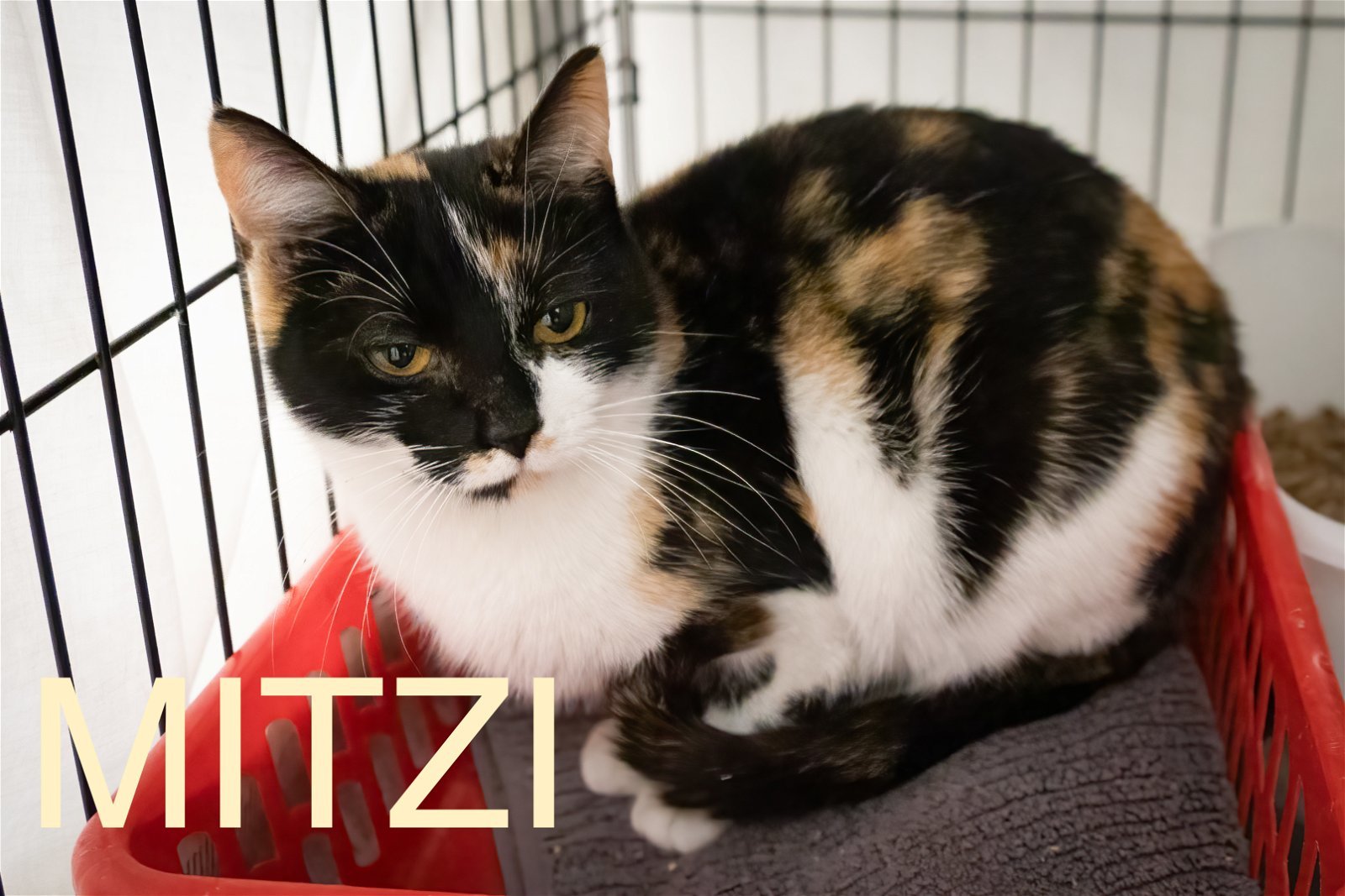 Mitzy (FCID# 01/22/2024 - 33 Trainer)