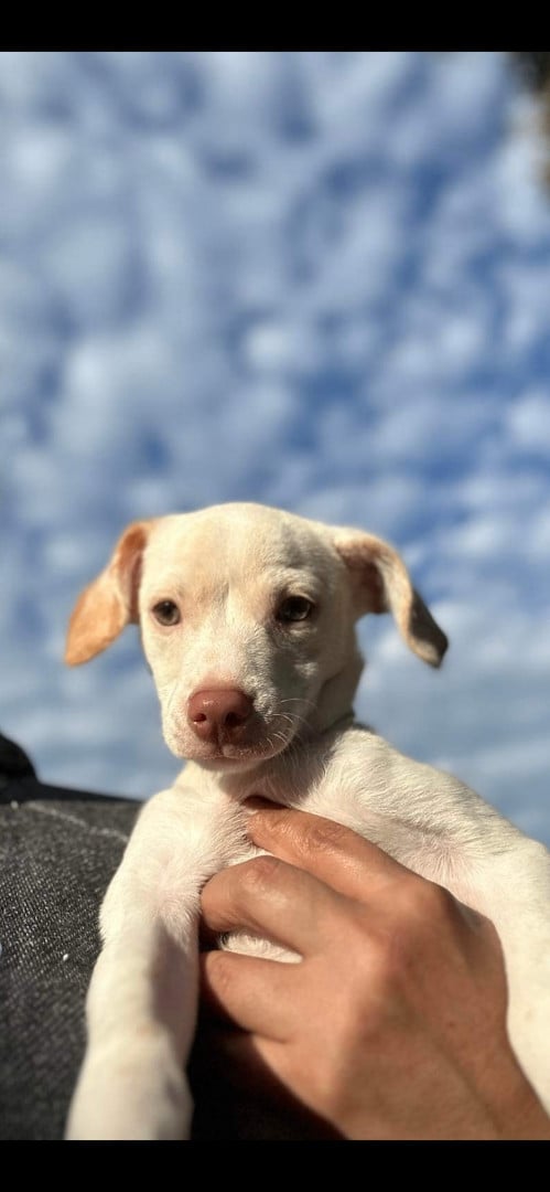 Peanut - The Spunky Pup 