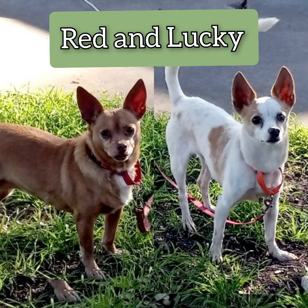 Red and Lucky