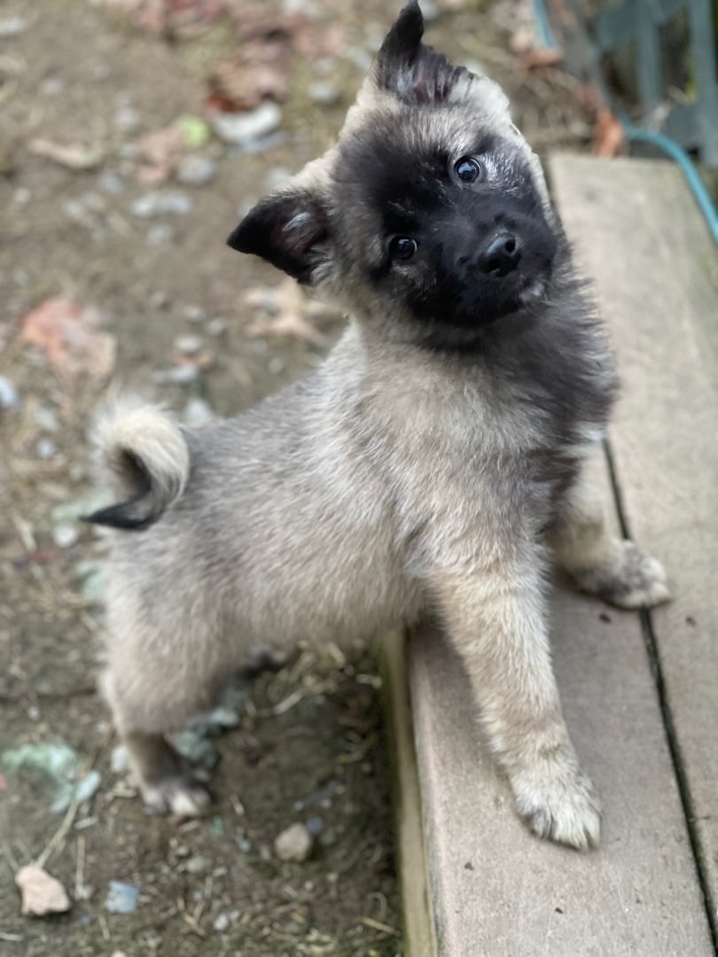 Elkhounds