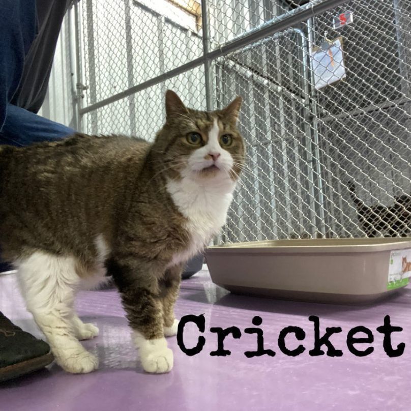 Cricket