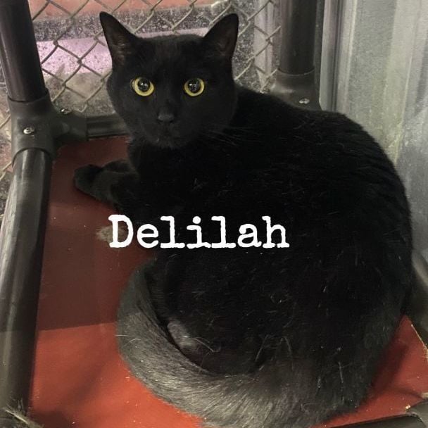 Delilah