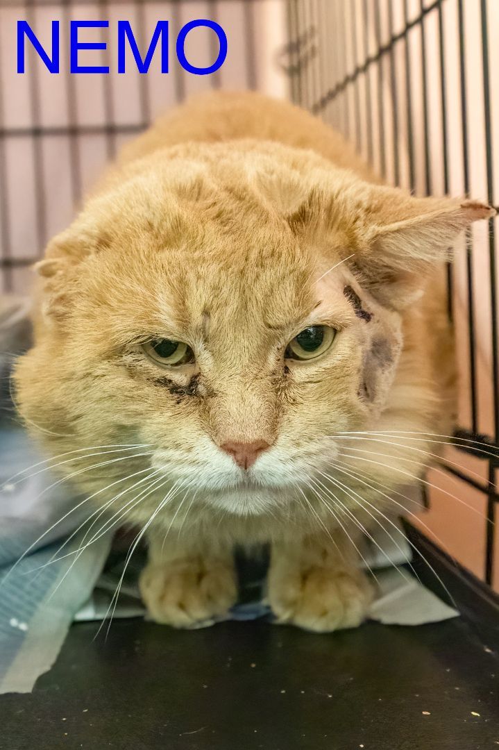 Nemo (FCID# 01/29/2024 - 41 Trainer)