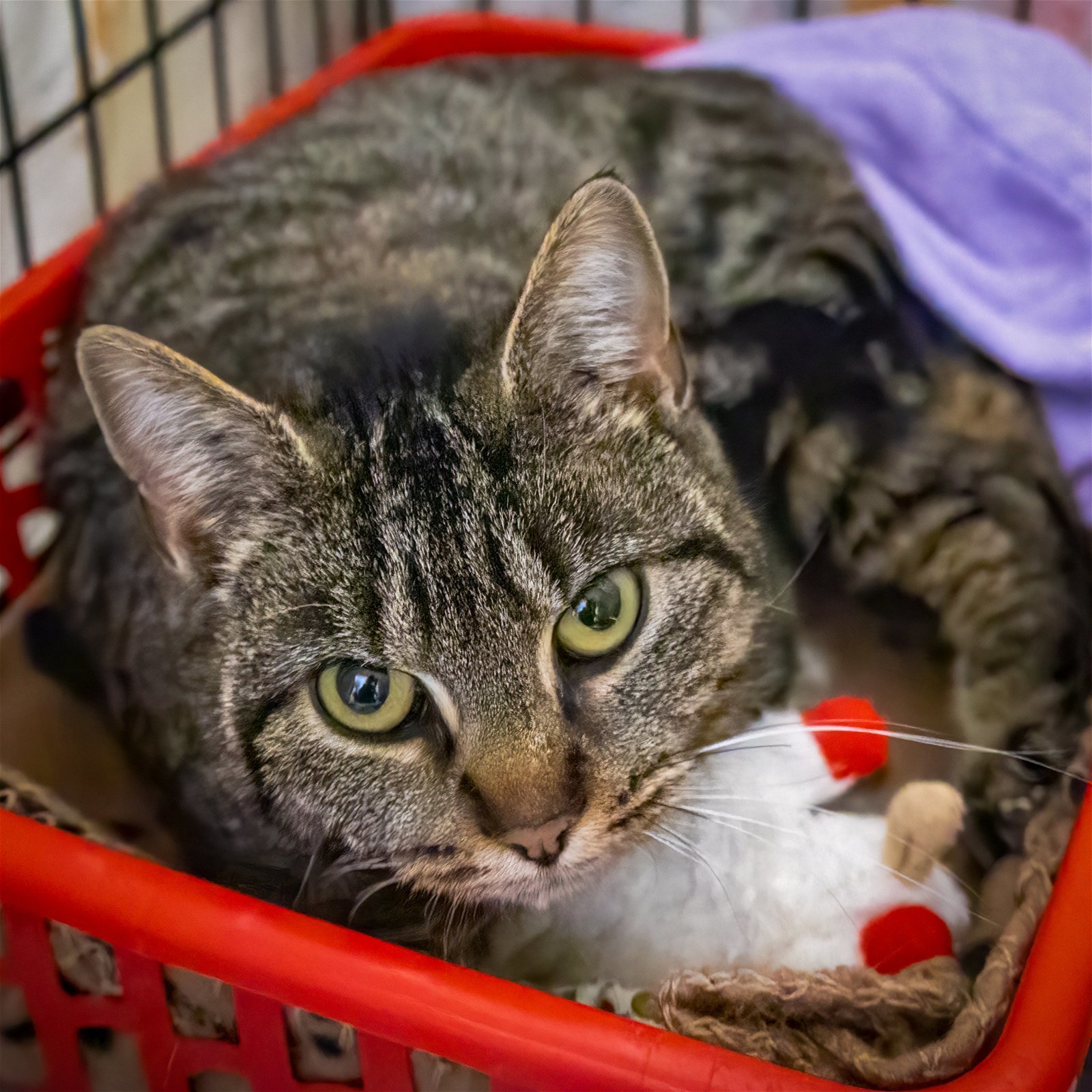 Melody (FCID# 02/01/2024 - 1 Trainer)