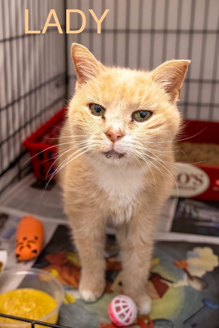 Lady: DMH (FCID# 01/31/2024 - 21 Trainer)