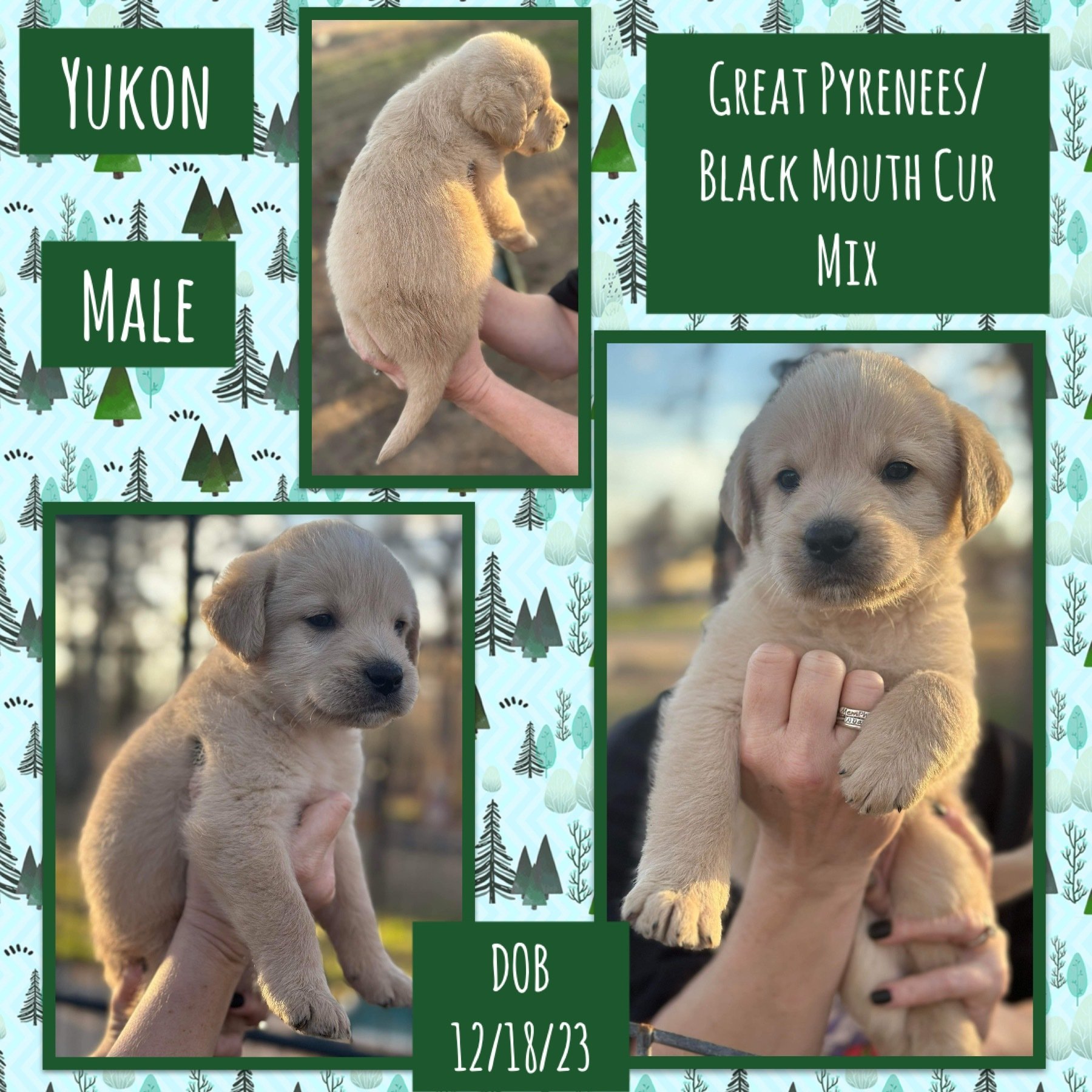 Yukon