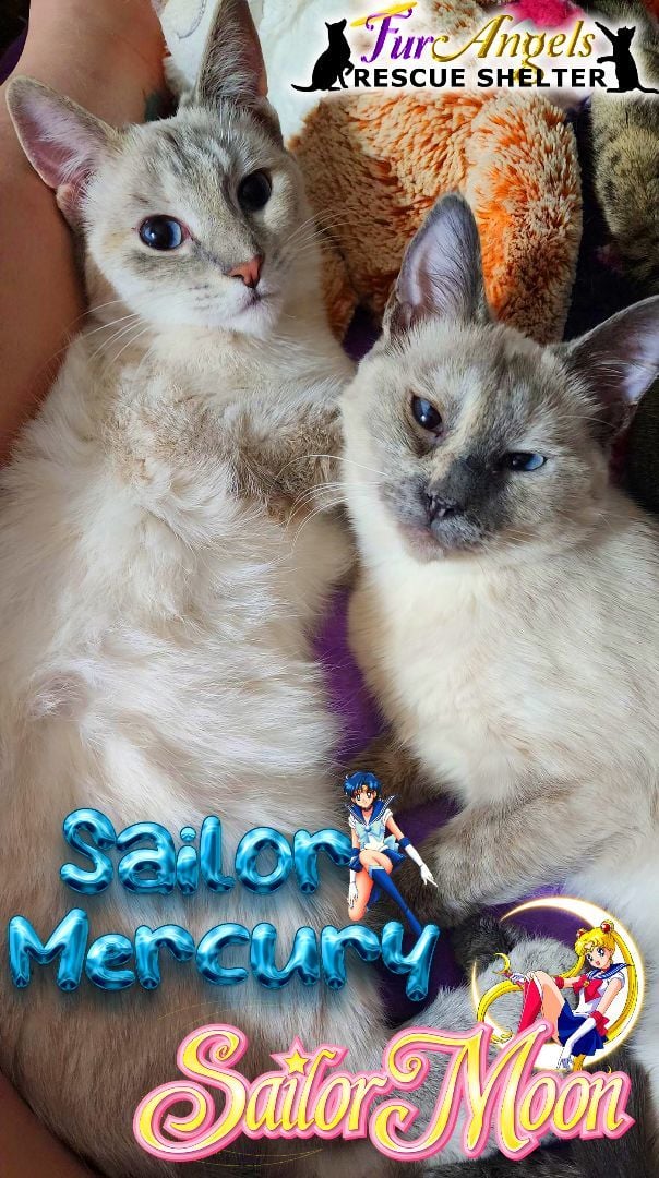 Sailor Mercury & Sailor Moon
