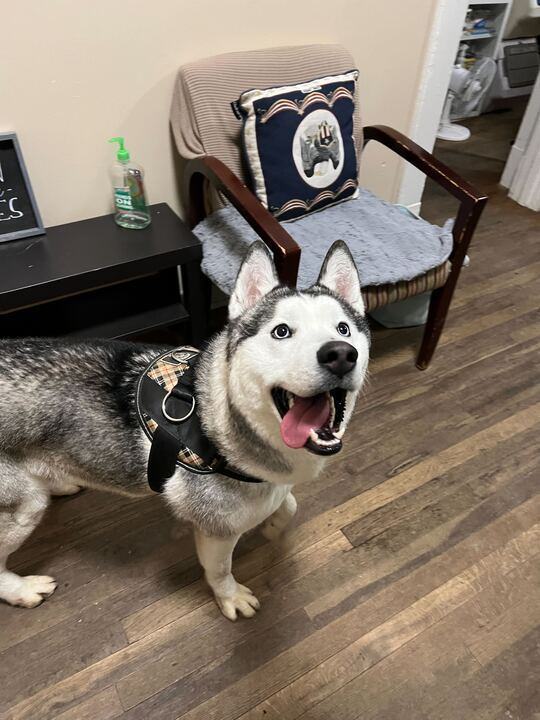 Ghost: RESCUE NEEDED!