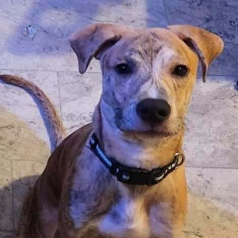 Courtesy Post - COMET - Reduced Fees