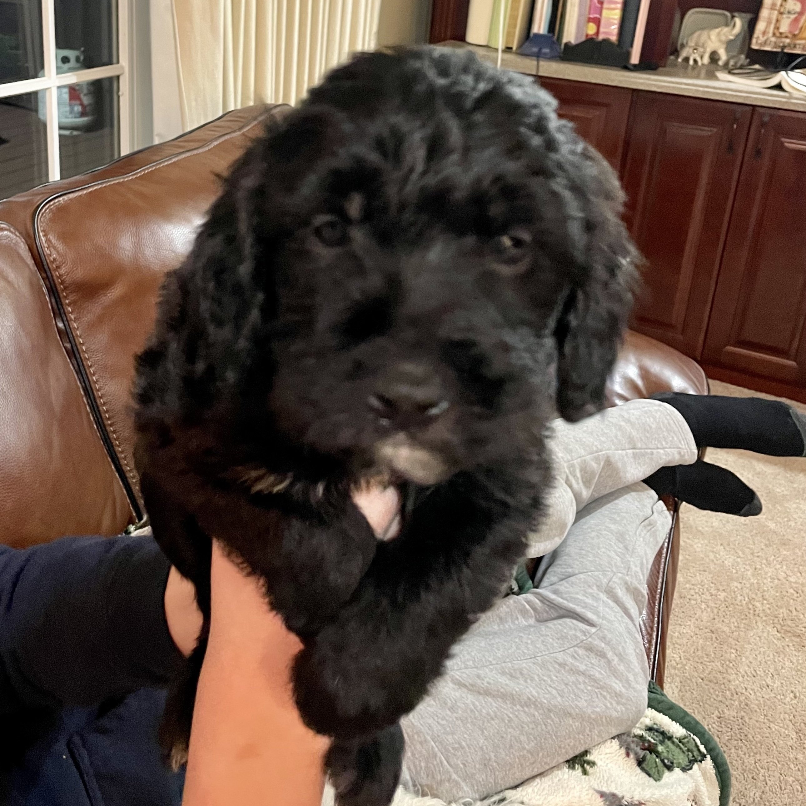 Barbie Streisand - female B pup